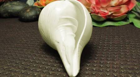 Sacred Shankh - Original Conch Shell for Worship
