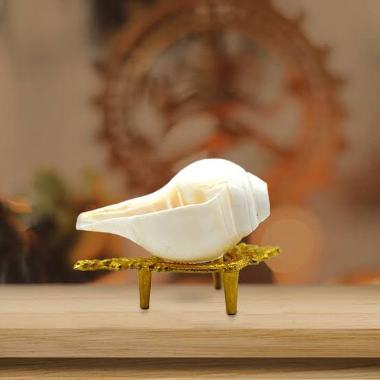 Sacred Shankh - Original Conch Shell for Worship