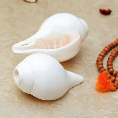 Sacred Shankh - Original Conch Shell for Worship