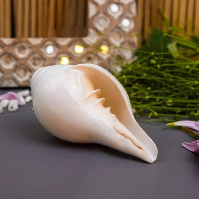 Sacred Shankh - Original Conch Shell for Worship