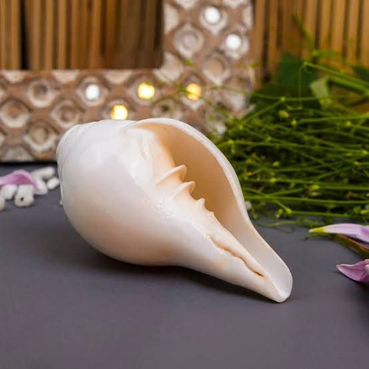 Sacred Shankh - Original Conch Shell for Worship
